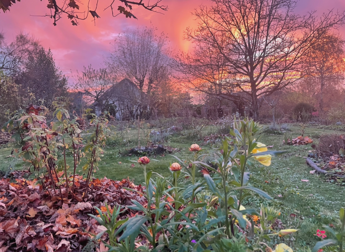 Réensauvager le jardin
